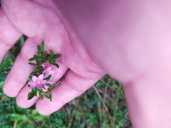 Centaurium pulchellum