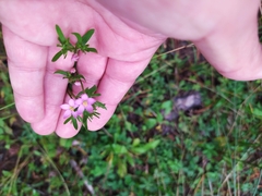 Centaurium pulchellum