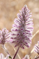 Ptilotus exaltatus