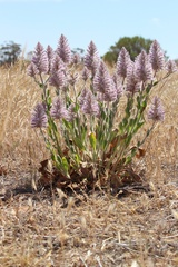 Ptilotus exaltatus