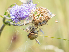 Araneus quadratus