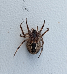 Larinioides sclopetarius