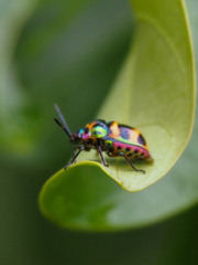 Chrysocoris fascialis