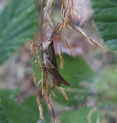 Euchorthippus