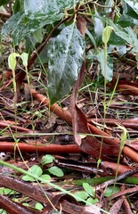 Pterostylis concinna