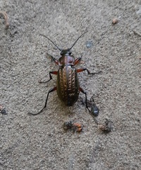 Carabus granulatus