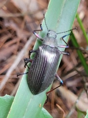Andocamaria formosana