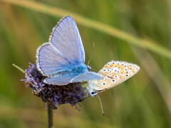 Polyommatus icarus