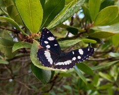 Limenitis reducta