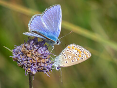 Polyommatus icarus