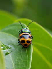 Chrysocoris fascialis