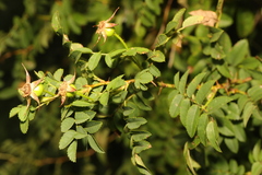 Rosa spinosissima