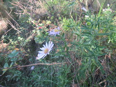 Aster altaicus