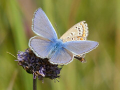 Polyommatus icarus