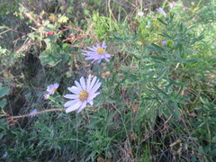 Aster altaicus