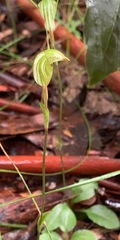 Pterostylis concinna