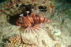 Pterois mombasae