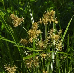 Cyperus esculentus