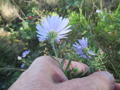 Aster altaicus