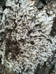 Ricasolia amplissima