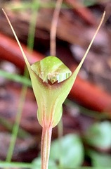 Pterostylis concinna