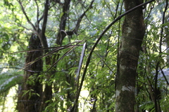 Pseudopanax crassifolius