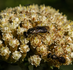 Lasioglossum
