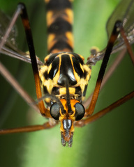 Nephrotoma appendiculata