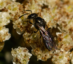 Lasioglossum