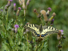 Papilio machaon