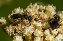 Lasioglossum