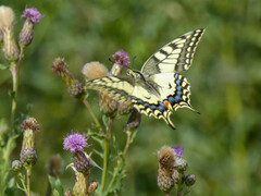 Papilio machaon