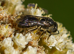 Lasioglossum
