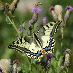 Papilio machaon