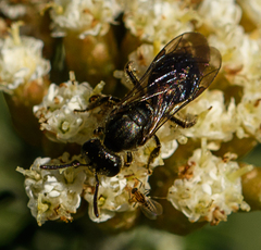 Lasioglossum