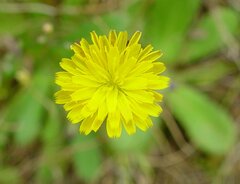 Hypochaeris glabra