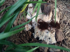 Stemonitis