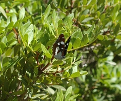Limenitis reducta