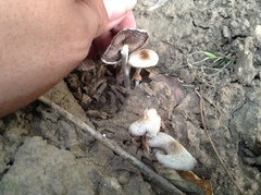Agaricus