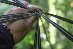 Pseudopanax crassifolius