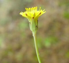 Hypochaeris glabra