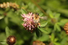 Bombus pascuorum