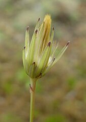 Hypochaeris glabra