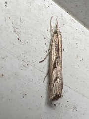 Agriphila geniculea