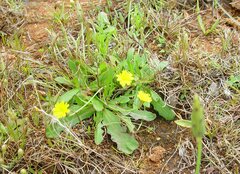 Hypochaeris glabra