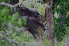 Panthera pardus pardus