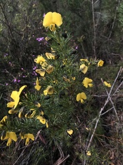 Gompholobium grandiflorum
