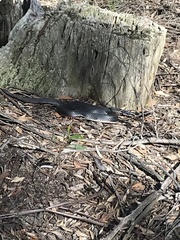 Pseudechis porphyriacus