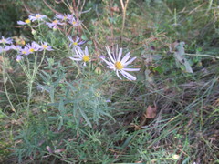 Galatella dahurica