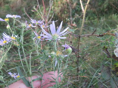 Galatella dahurica